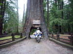 Drive-Thru Tree